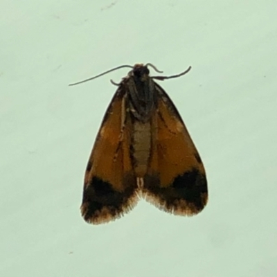 Halone sinuata (Rock Lichen Moth) at Aranda, ACT - 14 Mar 2021 by KMcCue