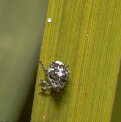 Mogulones larvatus (Paterson's curse crown weevil) at Latham, ACT - 12 Mar 2021 by Roger