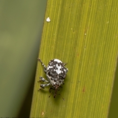 Mogulones larvatus (Paterson's curse crown weevil) at Latham, ACT - 12 Mar 2021 by Roger