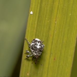 Mogulones larvatus at Latham, ACT - 12 Mar 2021