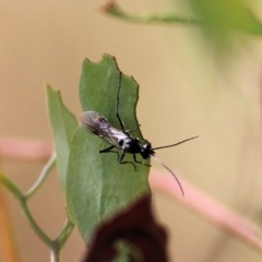 Apocrita (suborder) at Wodonga, VIC - 14 Mar 2021 by KylieWaldon