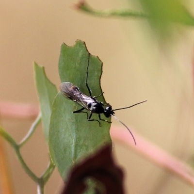 Unidentified True bug (Hemiptera, Heteroptera) at Wodonga, VIC - 13 Mar 2021 by Kyliegw