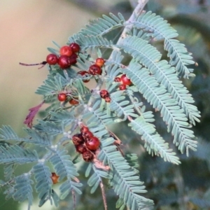 Austroacacidiplosis botrycephalae at Wodonga, VIC - 14 Mar 2021