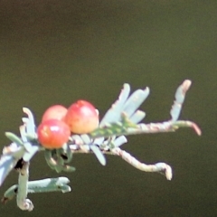 Austroacacidiplosis botrycephalae at Wodonga, VIC - 14 Mar 2021