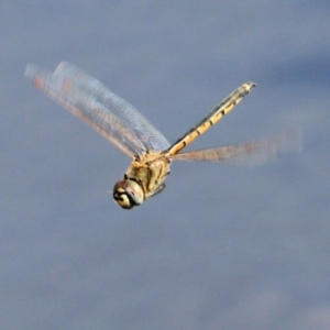 Hemicordulia tau at Wodonga, VIC - 14 Mar 2021