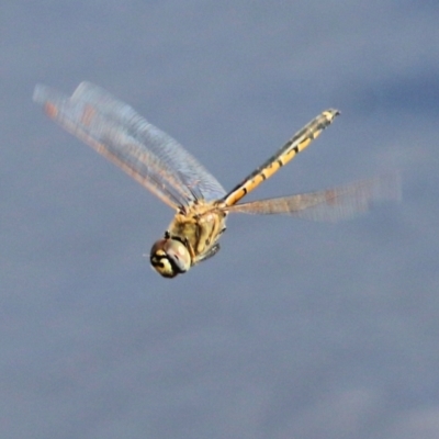 Hemicordulia tau (Tau Emerald) at Wodonga - 14 Mar 2021 by Kyliegw