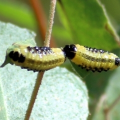 Paropsis atomaria (Eucalyptus leaf beetle) at Wodonga - 13 Mar 2021 by Kyliegw