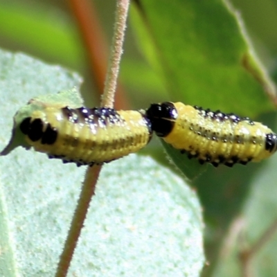 Paropsis atomaria (Eucalyptus leaf beetle) at Wodonga, VIC - 13 Mar 2021 by Kyliegw