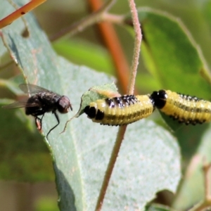 Paropsis atomaria at Wodonga, VIC - 14 Mar 2021 10:46 AM