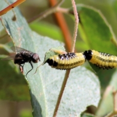 Paropsis atomaria at Wodonga, VIC - 14 Mar 2021