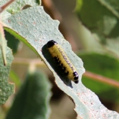 Paropsis atomaria at Wodonga, VIC - 14 Mar 2021