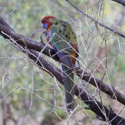 Platycercus elegans (Crimson Rosella) at Deakin, ACT - 10 Mar 2021 by JackyF