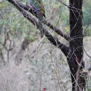 Platycercus elegans at Deakin, ACT - 10 Mar 2021 05:18 PM