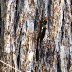 Braconidae (family) (Unidentified braconid wasp) at Wodonga, VIC - 14 Mar 2021 by KylieWaldon