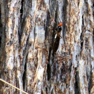 Braconidae (family) at Wodonga, VIC - 14 Mar 2021 10:27 AM