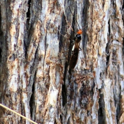 Braconidae (family) (Unidentified braconid wasp) at Wodonga, VIC - 13 Mar 2021 by Kyliegw