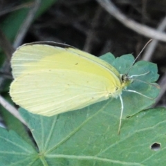 Eurema smilax (Small Grass-yellow) at Deakin, ACT - 13 Mar 2021 by JackyF