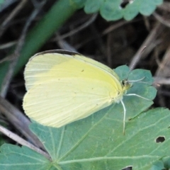 Eurema smilax at Deakin, ACT - 13 Mar 2021 05:24 PM