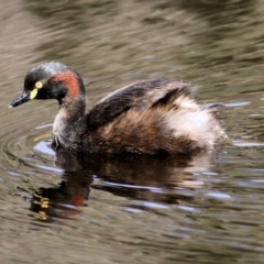 Tachybaptus novaehollandiae (Australasian Grebe) at WREN Reserves - 14 Mar 2021 by Kyliegw