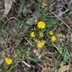 Crepis capillaris (Smooth Hawksbeard) at Deakin, ACT - 10 Mar 2021 by JackyF