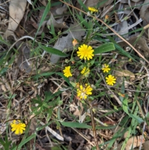 Crepis capillaris at Deakin, ACT - 10 Mar 2021 02:49 PM