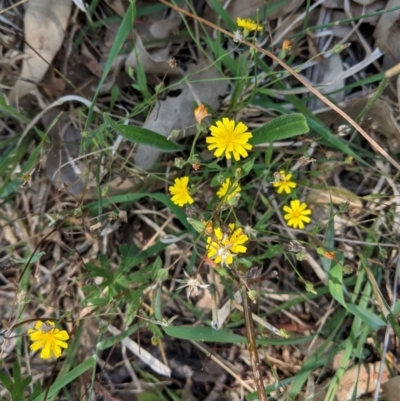 Crepis capillaris (Smooth Hawksbeard) at Deakin, ACT - 10 Mar 2021 by JackyF