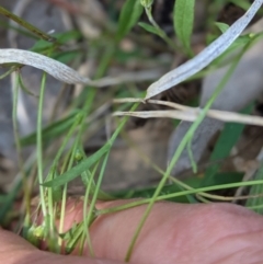 Crepis capillaris at Deakin, ACT - 10 Mar 2021 02:49 PM