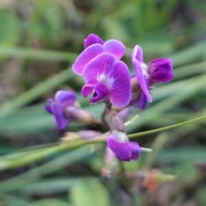 Glycine tabacina at Deakin, ACT - 13 Mar 2021 06:35 PM