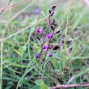 Glycine tabacina at Deakin, ACT - 13 Mar 2021 06:35 PM