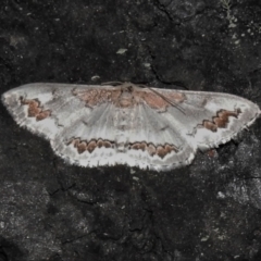 Dithalama cosmospila (Grey Spotted Wave) at Paddys River, ACT - 12 Mar 2021 by JohnBundock