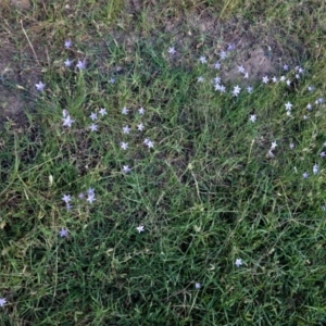 Wahlenbergia gracilis at Deakin, ACT - 13 Mar 2021 06:36 PM