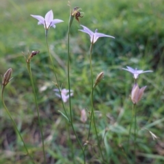 Wahlenbergia gracilis at Deakin, ACT - 13 Mar 2021 06:36 PM