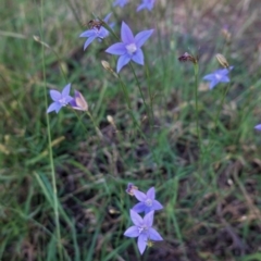 Wahlenbergia gracilis at Deakin, ACT - 13 Mar 2021 06:36 PM