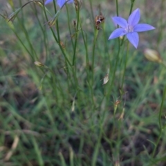 Wahlenbergia gracilis at Deakin, ACT - 13 Mar 2021 06:36 PM