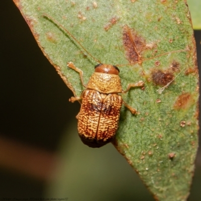 Aporocera (Aporocera) melanocephala (Leaf beetle) at Latham, ACT - 12 Mar 2021 by Roger
