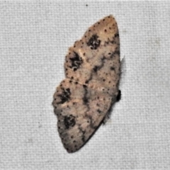 Casbia celidosema (A Geometer moth) at Paddys River, ACT - 12 Mar 2021 by JohnBundock