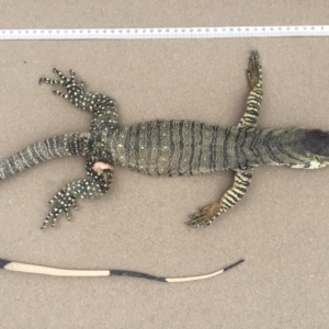 Varanus varius at Yass River, NSW - 14 Mar 2021