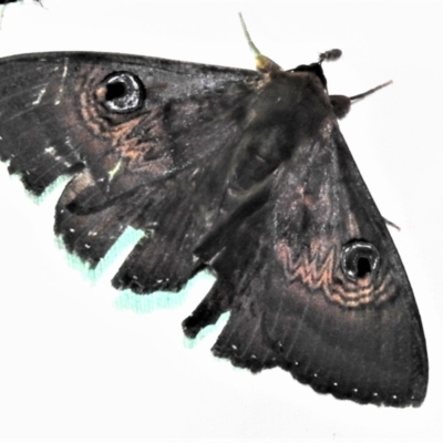 Dasypodia selenophora (Southern old lady moth) at Tidbinbilla Nature Reserve - 12 Mar 2021 by JohnBundock