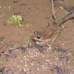 Litoria verreauxii verreauxii at Cotter River, ACT - 12 Mar 2021 09:13 PM