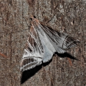 Phrataria replicataria at Paddys River, ACT - 12 Mar 2021