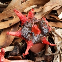 Aseroe rubra (Anemone Stinkhorn) at Crooked Corner, NSW - 13 Mar 2021 by Milly