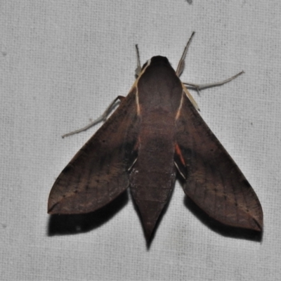 Hippotion scrofa (Coprosma Hawk Moth) at Paddys River, ACT - 12 Mar 2021 by JohnBundock