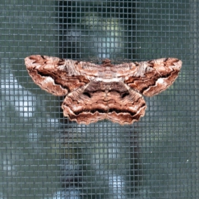 Scioglyptis lyciaria (White-patch Bark Moth) at Hawker, ACT - 13 Mar 2021 by sangio7