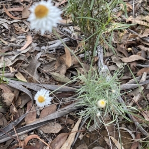 Leucochrysum albicans subsp. tricolor at Hughes, ACT - 14 Mar 2021