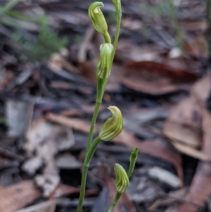 Speculantha parviflora at Currawang, NSW - 13 Mar 2021