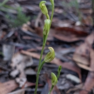 Speculantha parviflora at suppressed - 13 Mar 2021