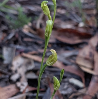 Speculantha parviflora (Tiny Greenhood) at Currawang, NSW - 13 Mar 2021 by camcols