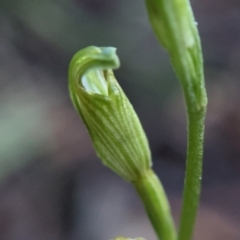 Speculantha parviflora at Currawang, NSW - 13 Mar 2021