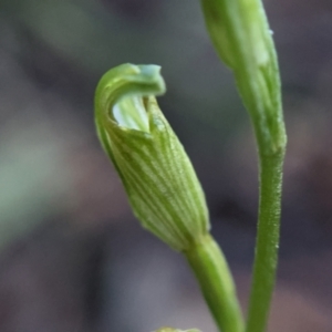 Speculantha parviflora at Currawang, NSW - 13 Mar 2021