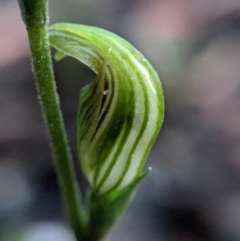 Speculantha parviflora at Currawang, NSW - 13 Mar 2021